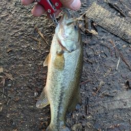 ラージマウスバス