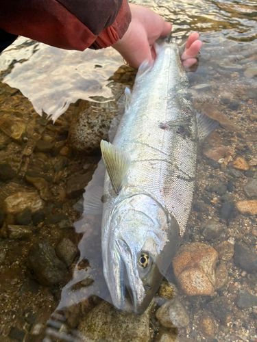 サツキマスの釣果
