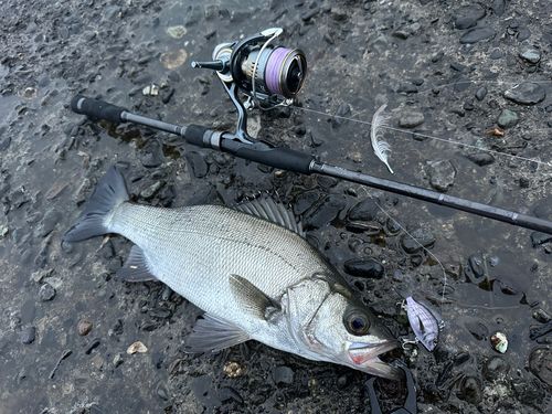 ヒラスズキの釣果
