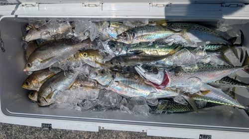 イサキの釣果