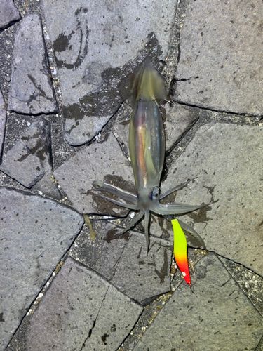 イカの釣果