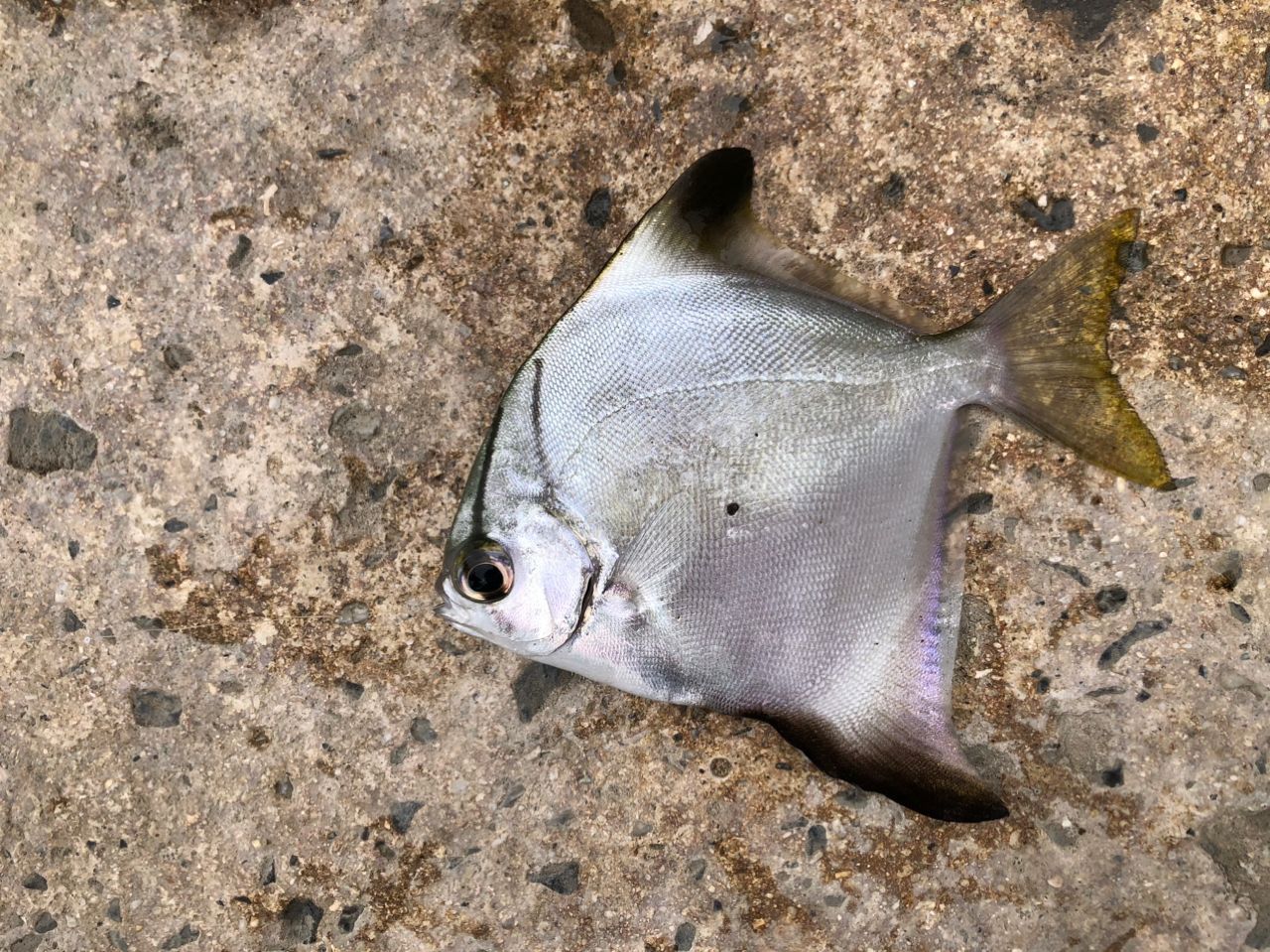 ヒメツバメウオ