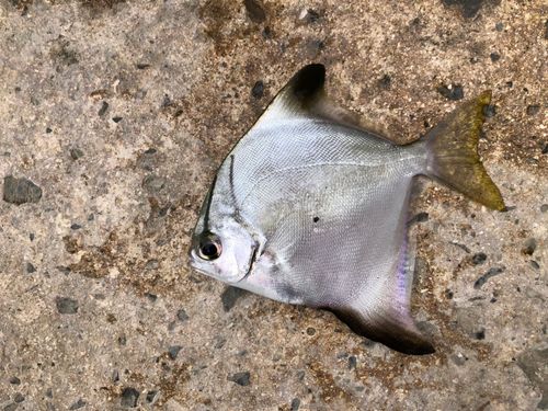 ヒメツバメウオの釣果