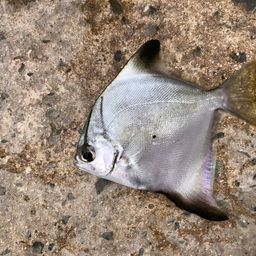 ヒメツバメウオ