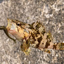 タケノコメバル