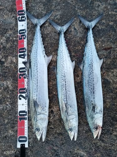 サゴシの釣果
