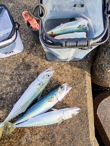 サバの釣果