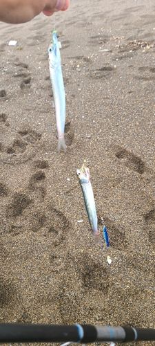 カタクチイワシの釣果