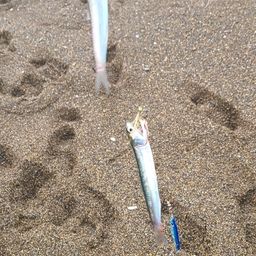 カタクチイワシ