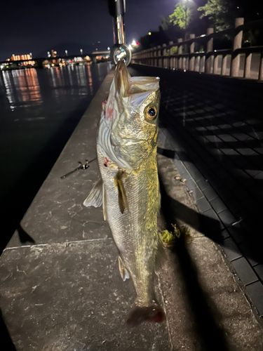 シーバスの釣果