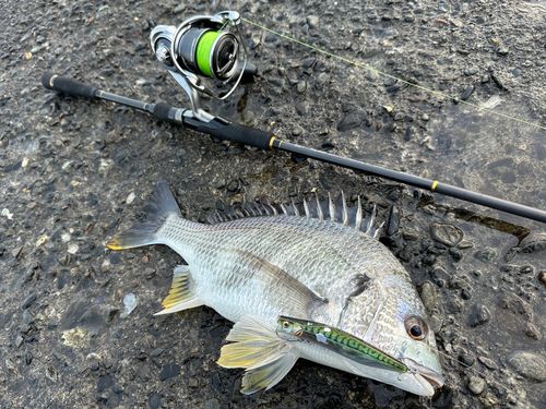 キビレの釣果