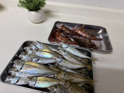 アジの釣果