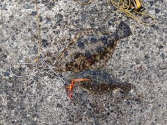ヒラメの釣果