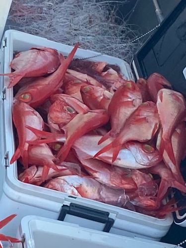 キンメダイの釣果