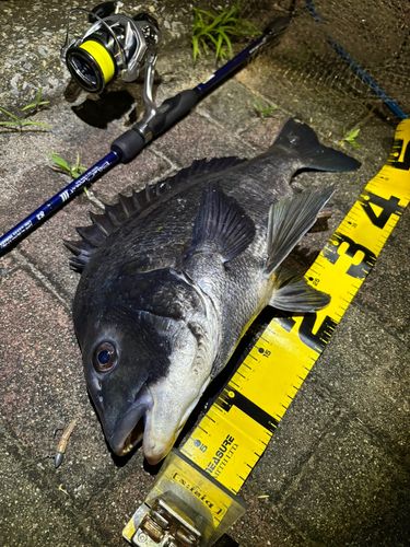 クロダイの釣果