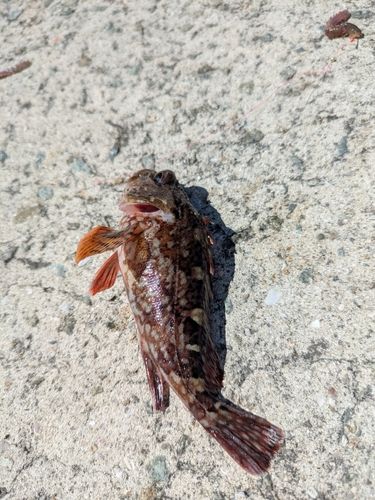 カサゴの釣果
