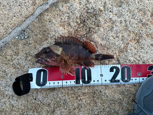 カサゴの釣果