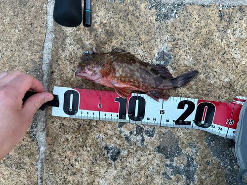 カサゴの釣果