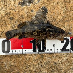 タケノコメバル