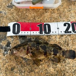 タケノコメバル