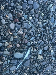ワカシの釣果