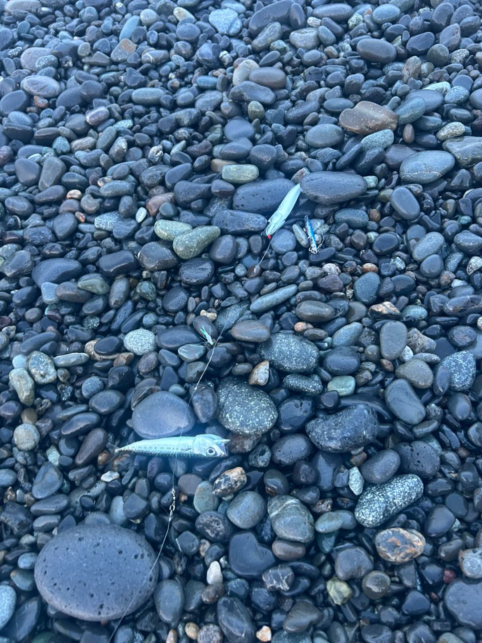 ワカシ