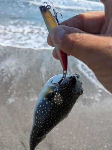 クサフグの釣果