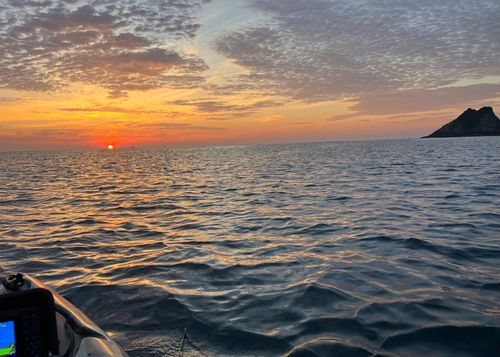 オオモンハタの釣果