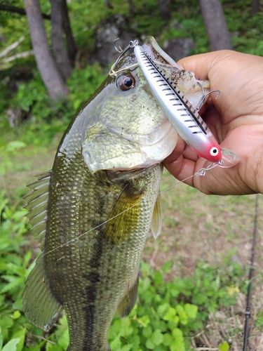 ブラックバスの釣果