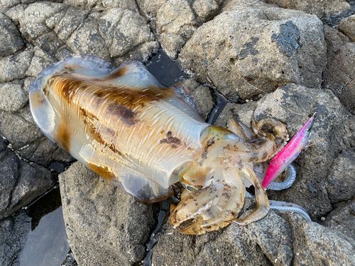 アオリイカの釣果