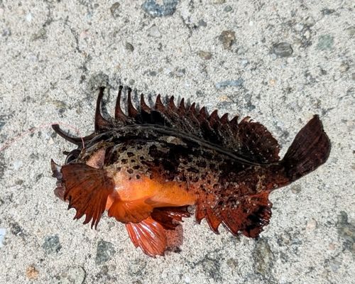 ハオコゼの釣果