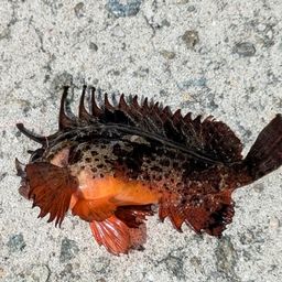ハオコゼ