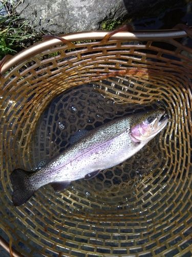レインボートラウトの釣果