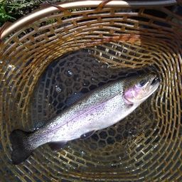 レインボートラウト