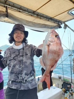 マダイの釣果