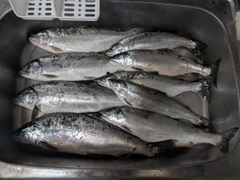 サクラマスの釣果