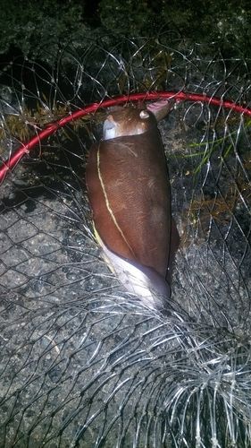 モンゴウイカの釣果