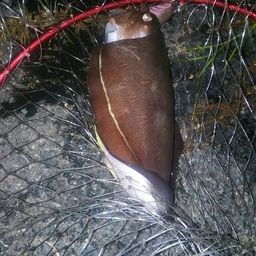 モンゴウイカ