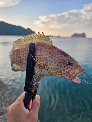 オオモンハタの釣果