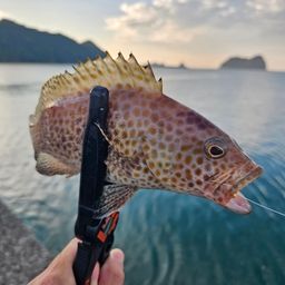 オオモンハタ