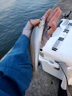 キスの釣果