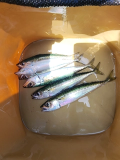 サバの釣果