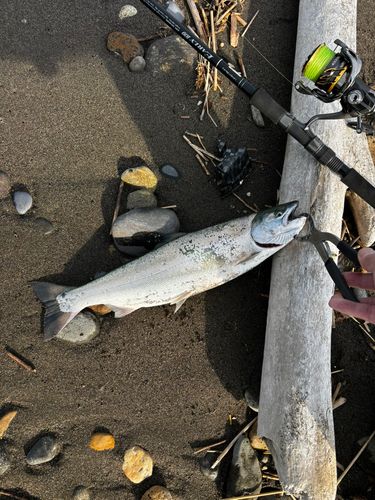 サクラマスの釣果