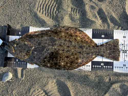 ヒラメの釣果