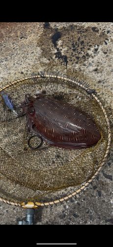 コウイカの釣果