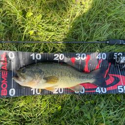 ラージマウスバス