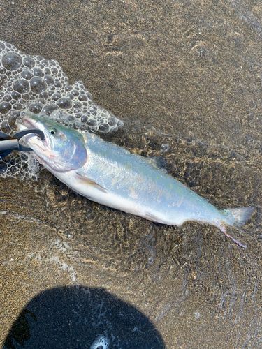 サクラマスの釣果