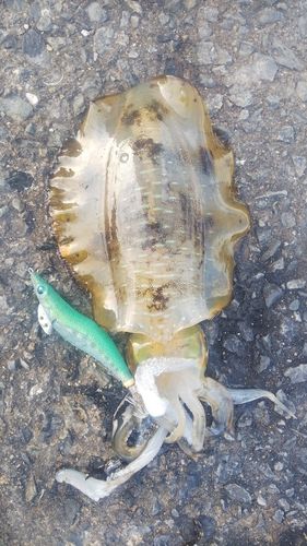 アオリイカの釣果