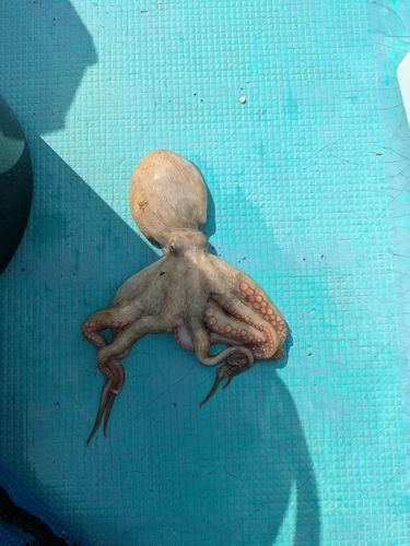 マダコの釣果
