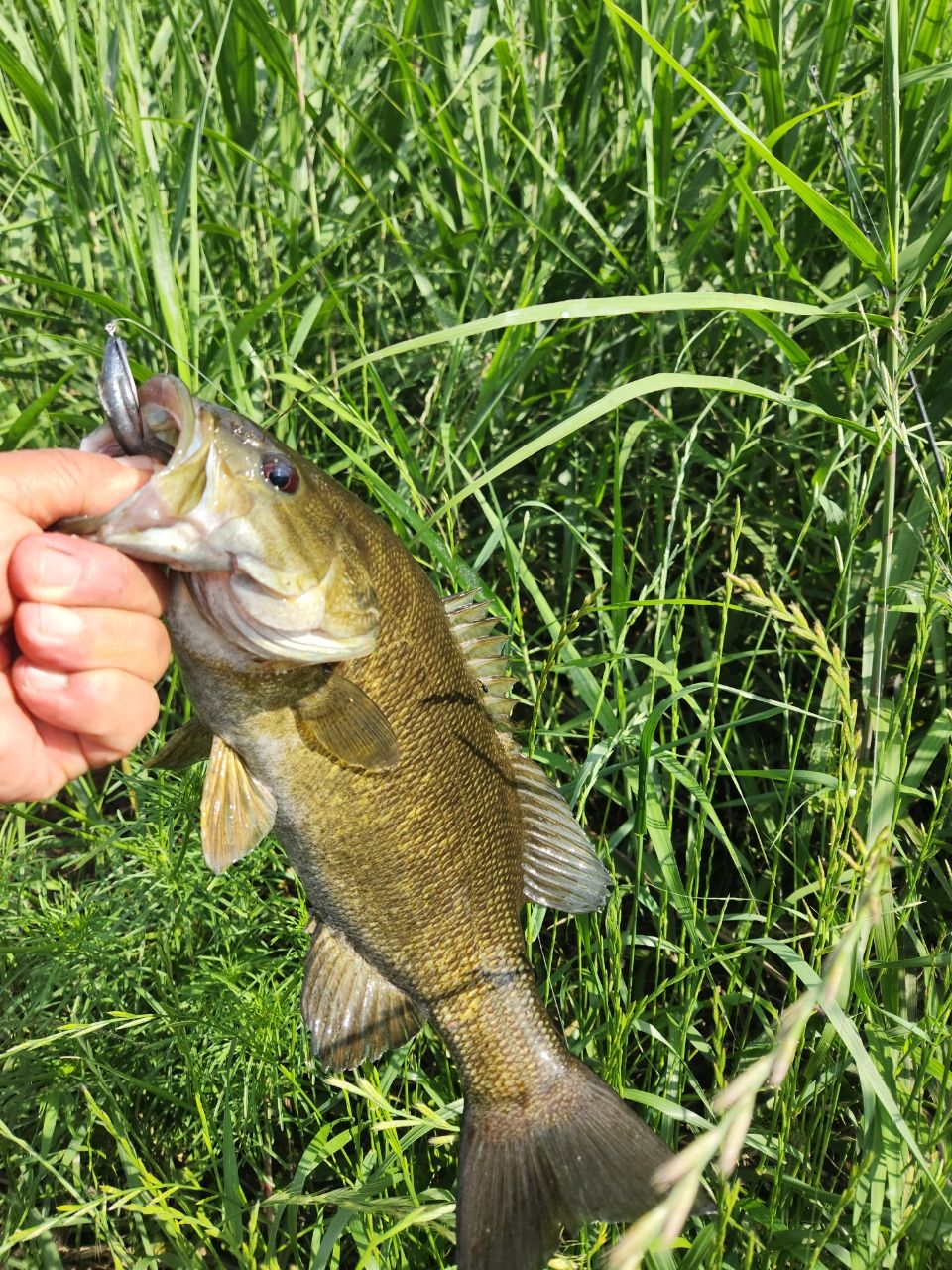 スモールマウスバス